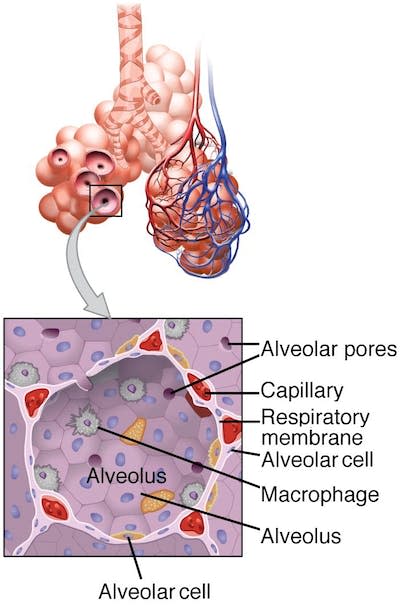 Los macrófagos se encuentran en los alvéolos, los diminutos sacos de aire de los pulmones.