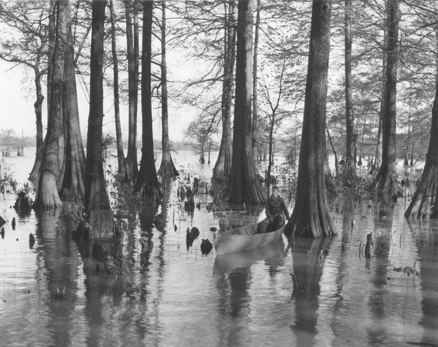 Cypress trees in Reelfoot Lake, 1938. Tennessee State Library and Archives.