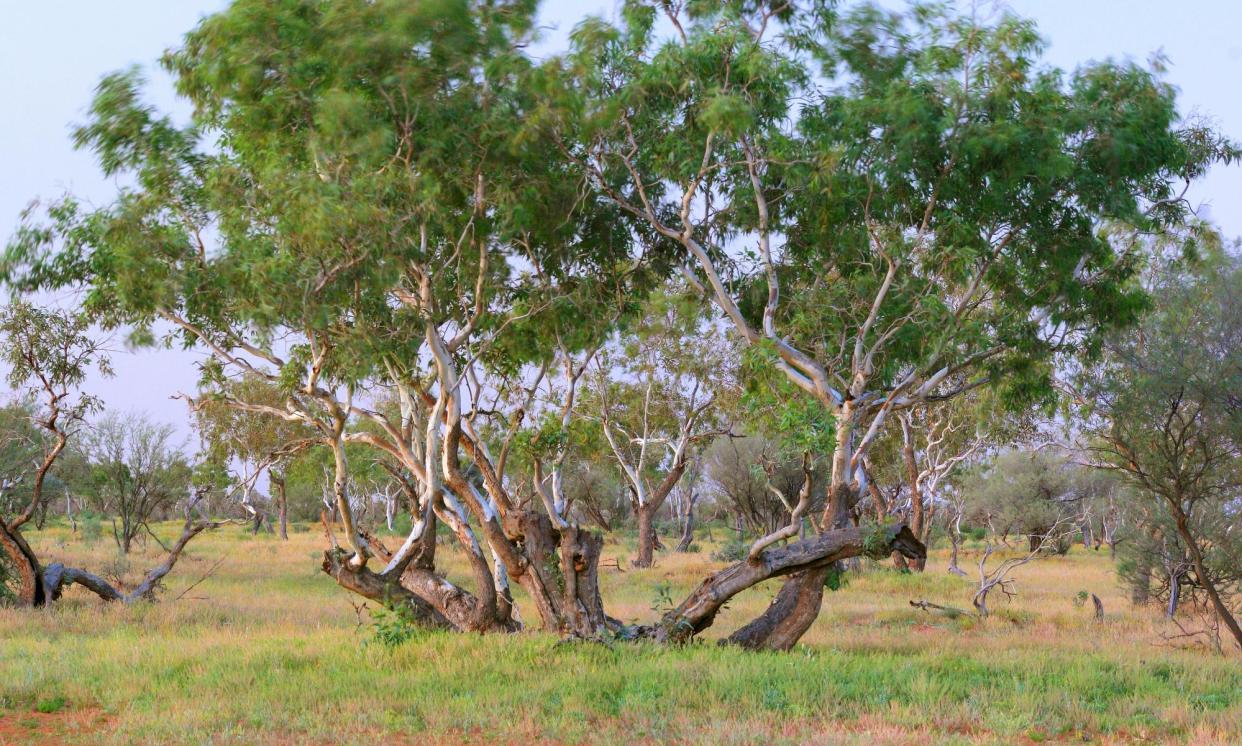 <span>Coolibah trees in the northern Simpson desert, south-west Queensland. The area, says farmer Pat Gibson, is ‘always teetering on the borderline of drought’.</span><span>Photograph: Auscape/Getty Images</span>