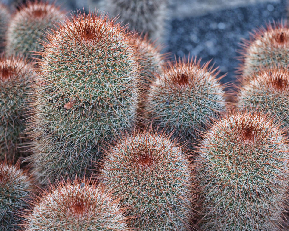 1. Pincushion cactus (Mammillaria)