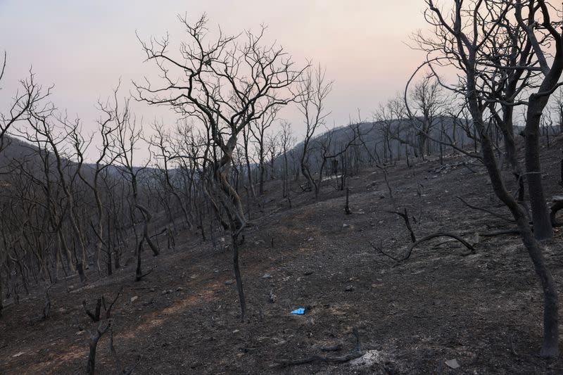 19 personas, al parecer inmigrantes, muertas tras un incendio forestal en la región de Evros