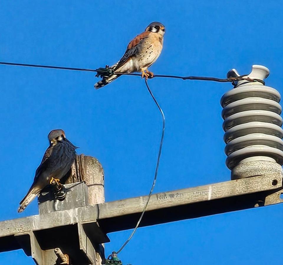Two kestrels sit atop a power line in Morro Bay on Feb. 27, 2024, the day after PG&E hired a contractor to trim a palm tree holding the kestrels’ nest — displacing them. Neighborhood residents did not see the kestrels for six days after this photo was taken.