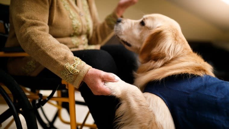 Stray Dog Saved by Police Becomes Therapy Animal