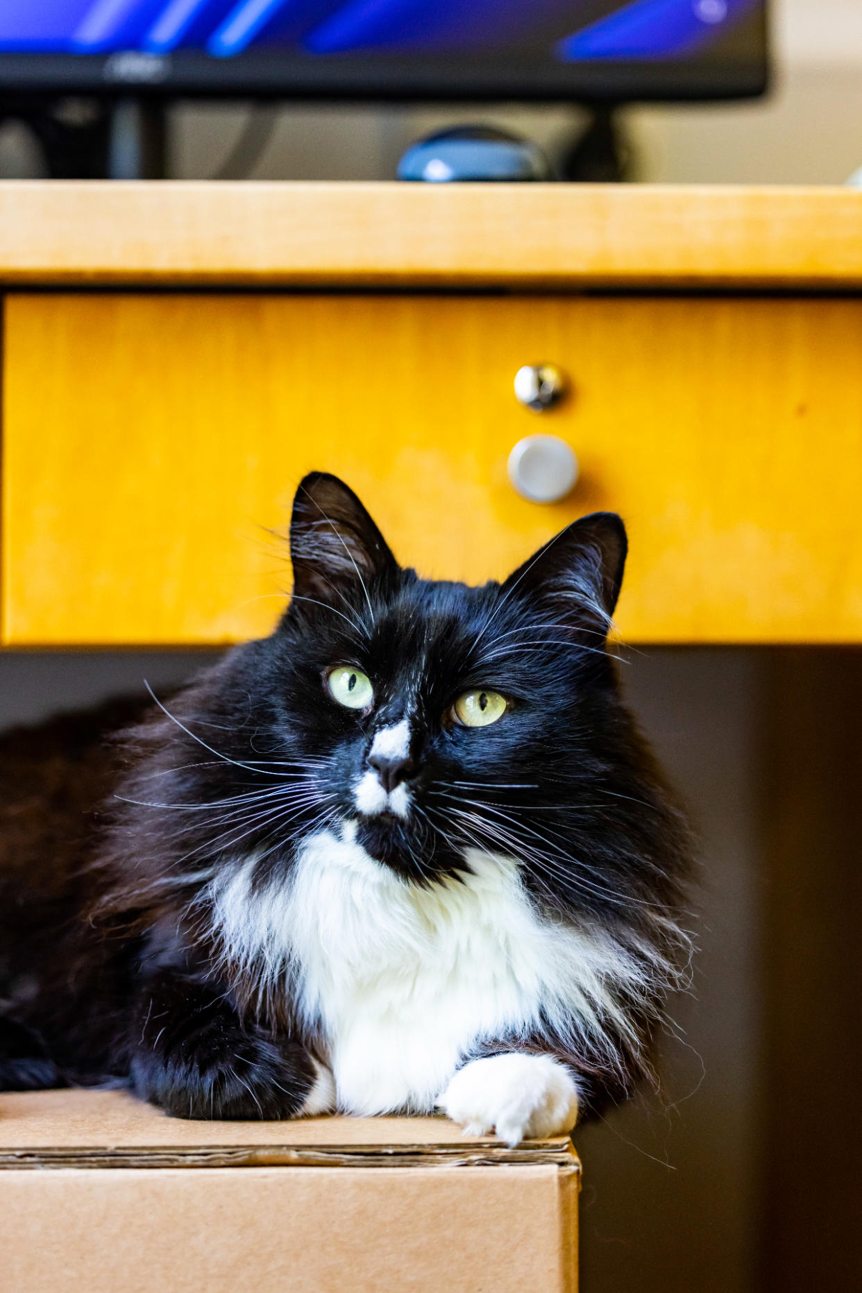 Black and white cat