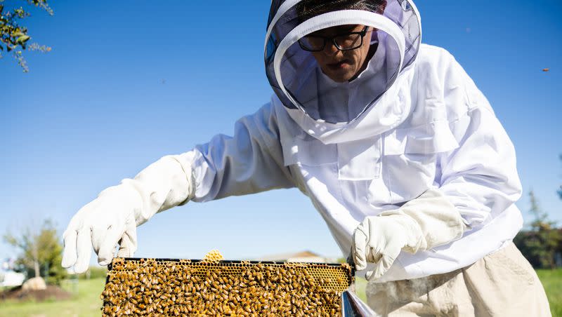 Deseret News features writer Collin Leonard displays a frame filled with bees at his beehive in Park City on Wednesday, June 21, 2023.