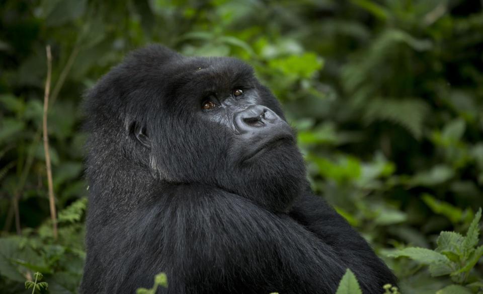 FILE - In this Sept. 4, 2015 file photo, a male silverback mountain gorilla from the family of mountain gorillas named Amahoro, which means "peace" in the Rwandan language, sits in the dense forest on the slopes of Mount Bisoke volcano in Volcanoes National Park, northern Rwanda. Primates are heading toward an extinction crisis, a new international study warns. And it’s our fault that our closest biological relatives are in trouble, scientists said. About 60 percent of the more than 500 primate species, such as gorillas, monkeys and lemurs, are “now threatened with extinction” and three out of four primate species have shrinking populations, according to a study by 31 primate experts published in the Jan. 18, 2017, journal Science Advances. (AP Photo/Ben Curtis, File)