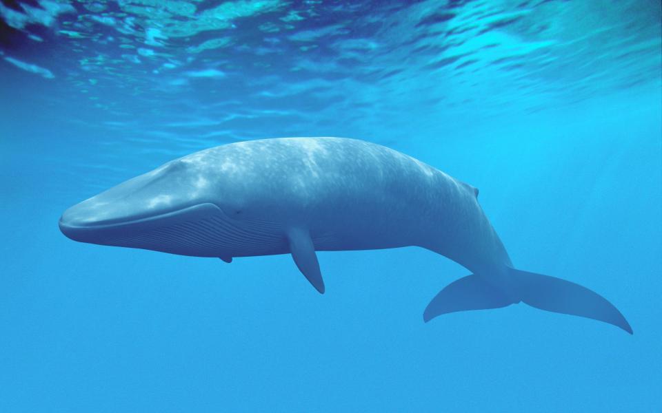 Blue whales that can measure up to 33 meters (110ft)