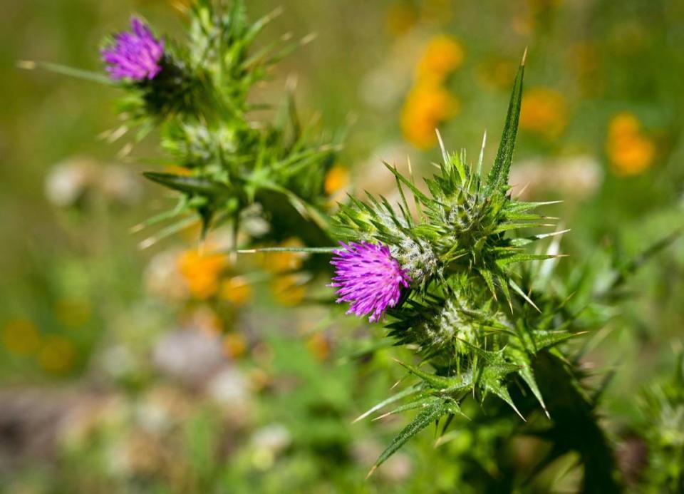 Purple flowers from a wild thistle give a pop of color on a hillside along the San Joaquin River Trail upslope from Millerton Lake on Wednesday, April 12, 2023.