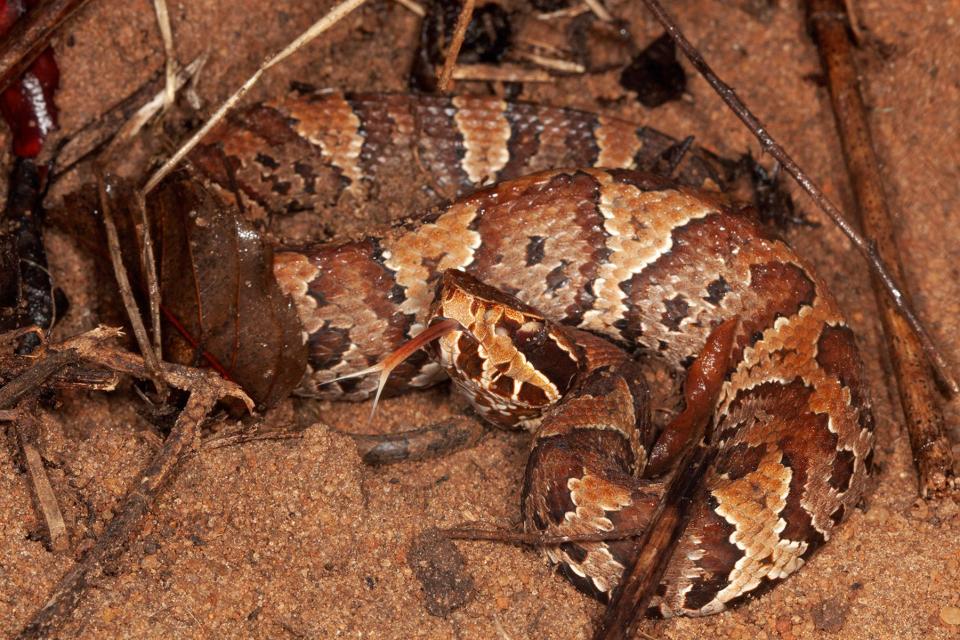 Cottonmouth snakes are found in every Florida county.