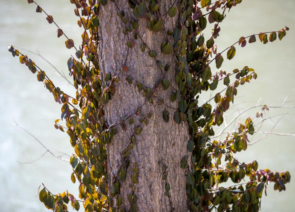 Wintercreeper euonymus climbs a tree in the Rocky Ripple neighborhood, Indianapolis, Tuesday, March 1, 2022, amid a current plan by the city to demolish 14 homes to make way for a proposed levee along the White River. 