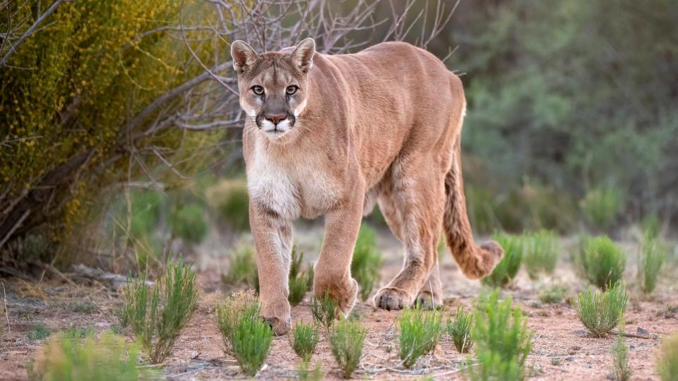 PHOTO: File photo of a mountain lion in Cornville, Ariz. (Kathleen Reeder Wildlife Photography/Getty Images, FILE)