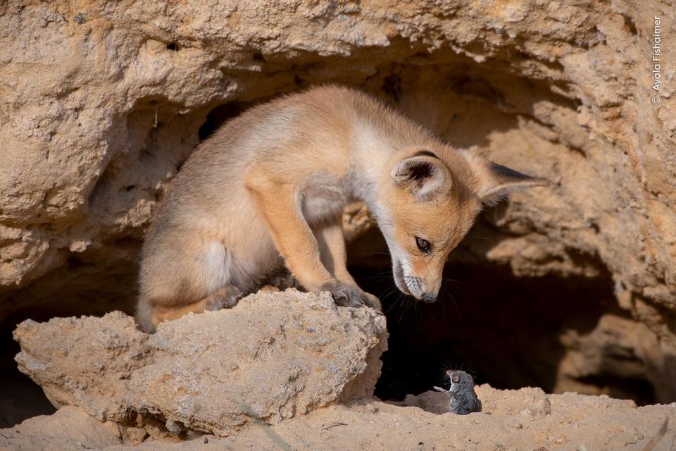 A fox peers down at a shrew in a rocky outhang.