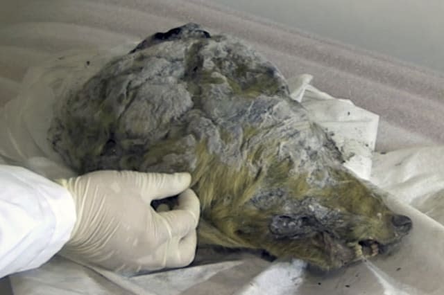 Perfectly preserved head of Ice Age wolf found in Siberia