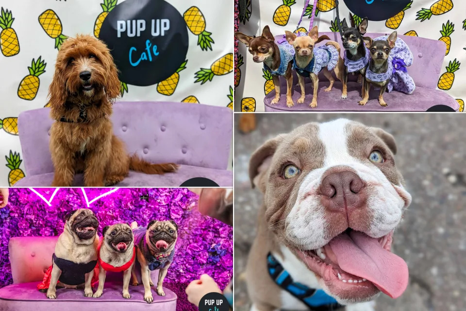 The team behind Pup Up Cafe are bringing a mixed breeds event to Sheffield for the first time, allowing 50 dogs of all shapes and sizes to enjoy 90 minutes of socialisation and playtime.