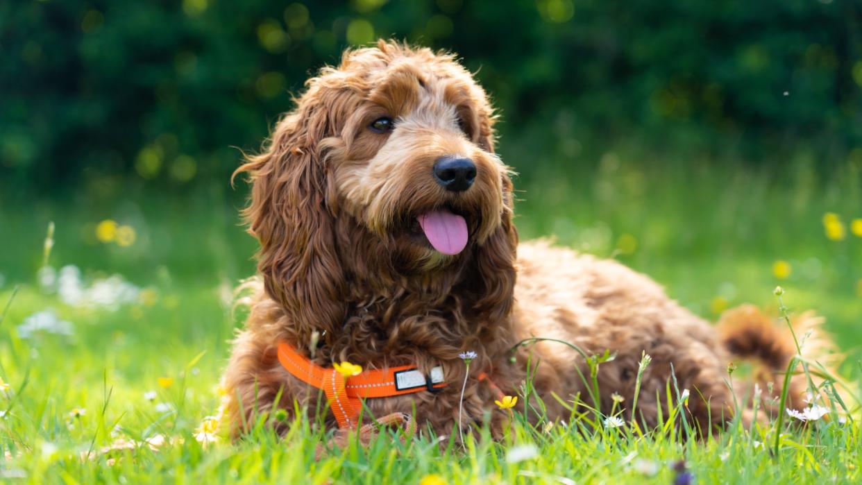  Cockapoo lying in the grass. 