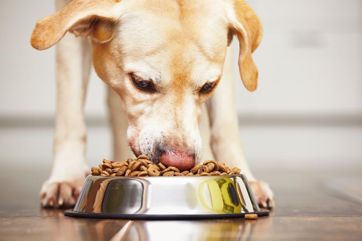 <p>Labrador retriever hambriento se alimenta en casa.</p> (Getty Images/iStockphoto)