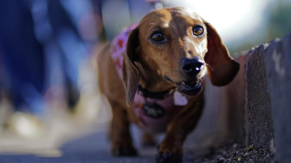 DOG WALK WORLD RECORD