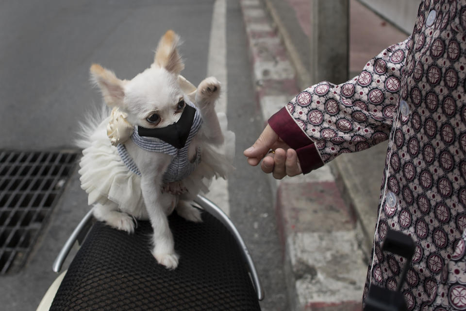 A pet dog named "Money," wearing a pet face mask, plays with her owner in Bangkok, Thailand, Thursday, June 4, 2020. Daily life in capital resuming to normal as Thai government continues to ease restrictions related to running business in capital Bangkok that were imposed weeks ago to combat the spread of COVID-19. (AP Photo/ Gemunu Amarasinghe)