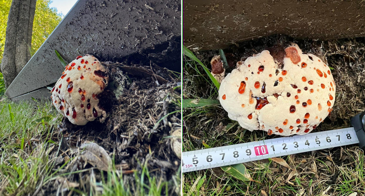 Left: A fungus growing in a woman's backyard. Right: A close-up of the fungus. 