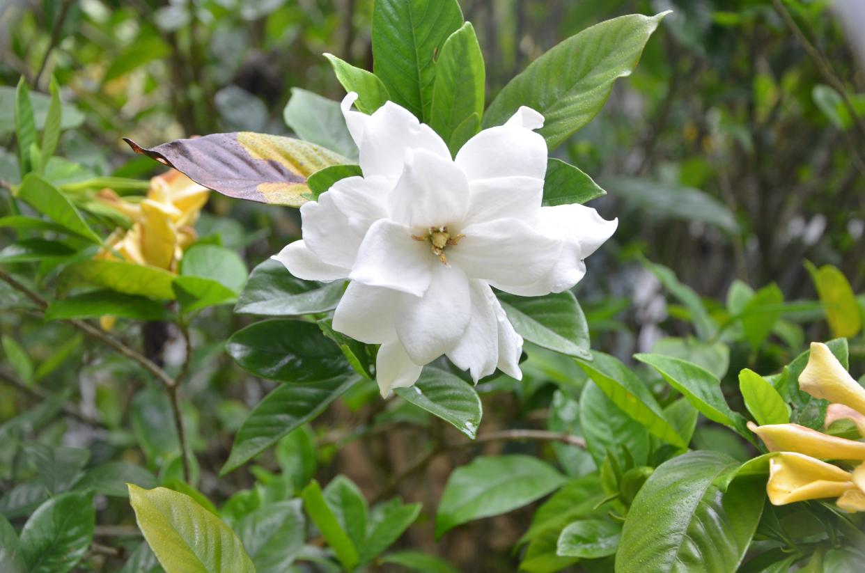 Gardenias are blooming across the Panhandle in Florida. The ideal pruning time is when the bloom is finished in early summer. Wait too late and the following year’s bloom will be reduced.