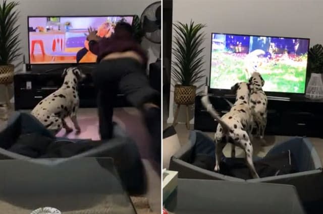 Australian man's epic save of falling TV after dogs launch attack