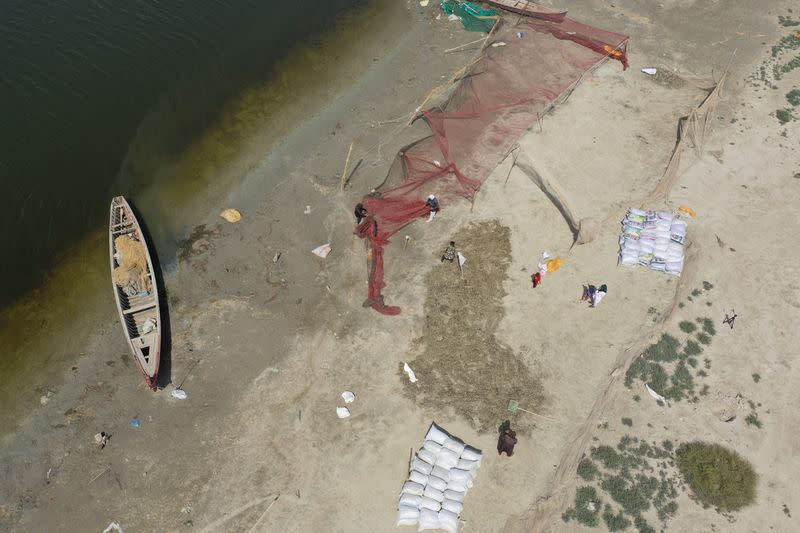 Iraqi Marsh Arab fishermen collect dead fish due to drought and the salinity of the water at the Basra marshes