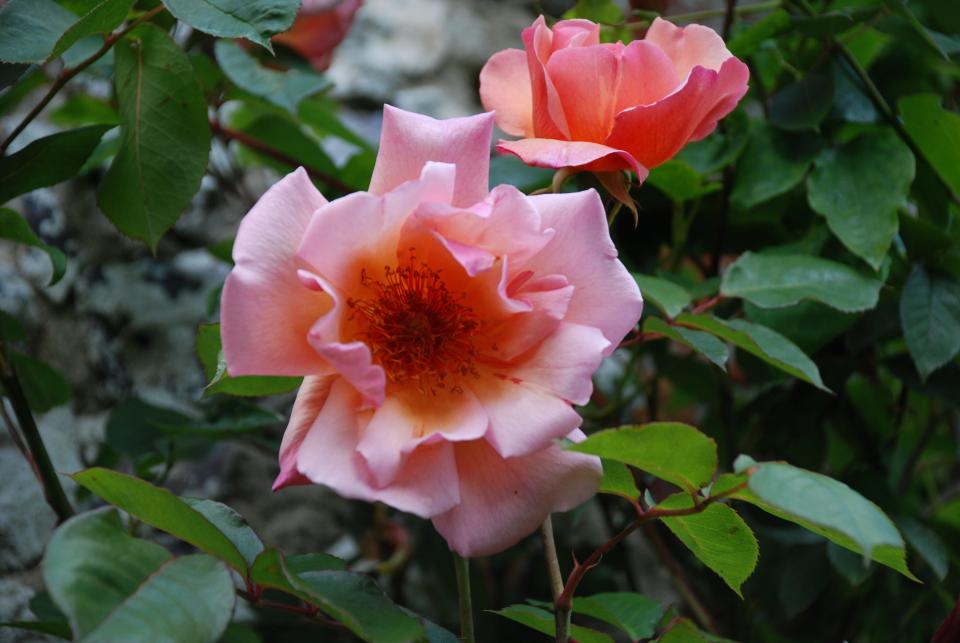 Roses are not only beautiful when in bloom but if they are fragrant, this makes them even more special.
