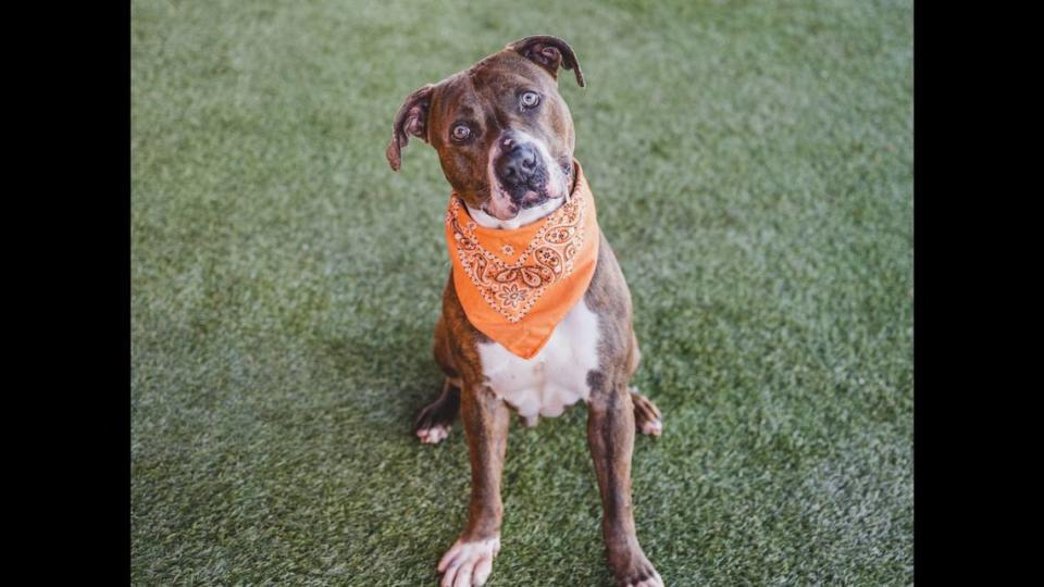 “Lance A2392931 is a 2-year-old, wide-eyed, high energy, playful boy. This guy is highly affection and very smart. He knows sit and is quickly learning new tricks like down and touch. Lance also loves spending time with other dogs and is a playgroup regular! If you need a running mate to join on your adventures, Lance is your boy.”