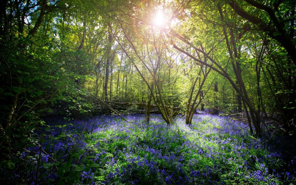 Bluebell walk - © Jon Hawkins Surrey Hills Photography.