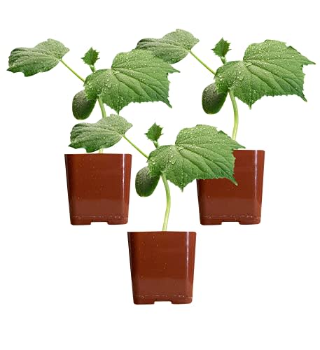 Three (3) Live Cucumber Plants | Marketmore Variety | Organic | 3