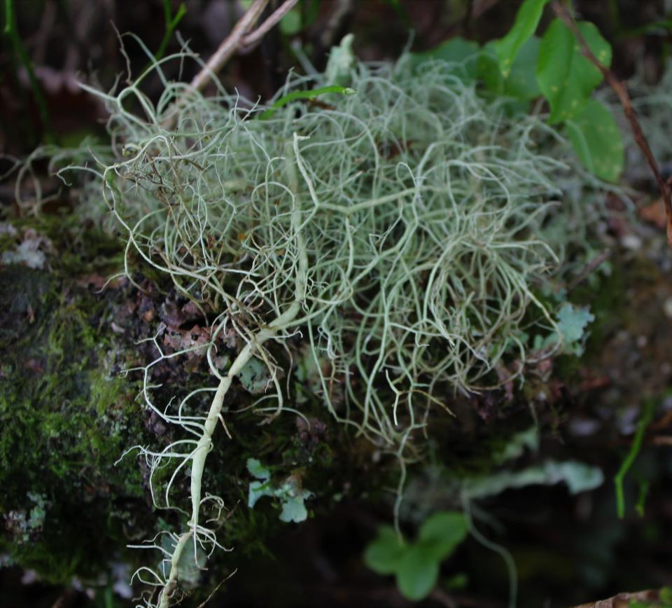 String of sausage lichen (Al Hotchkiss/Woodland Trust/PA)