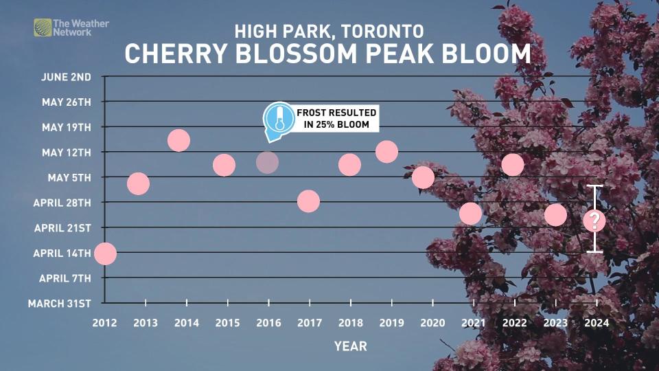 Cherry blossom peak bloom_April 20