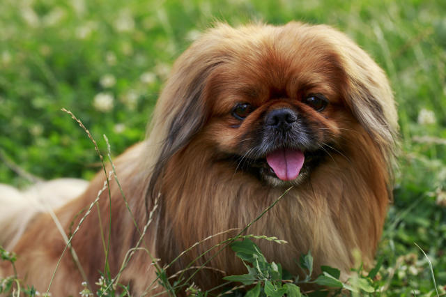 30 Small Dog Breeds That Make Great Pets