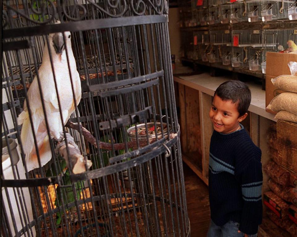 Billy Pérez, de 5 años, observa una cacatúa en Francisco Pet Shop en el Pulguero de Opa-locka Hialeah en 2002.