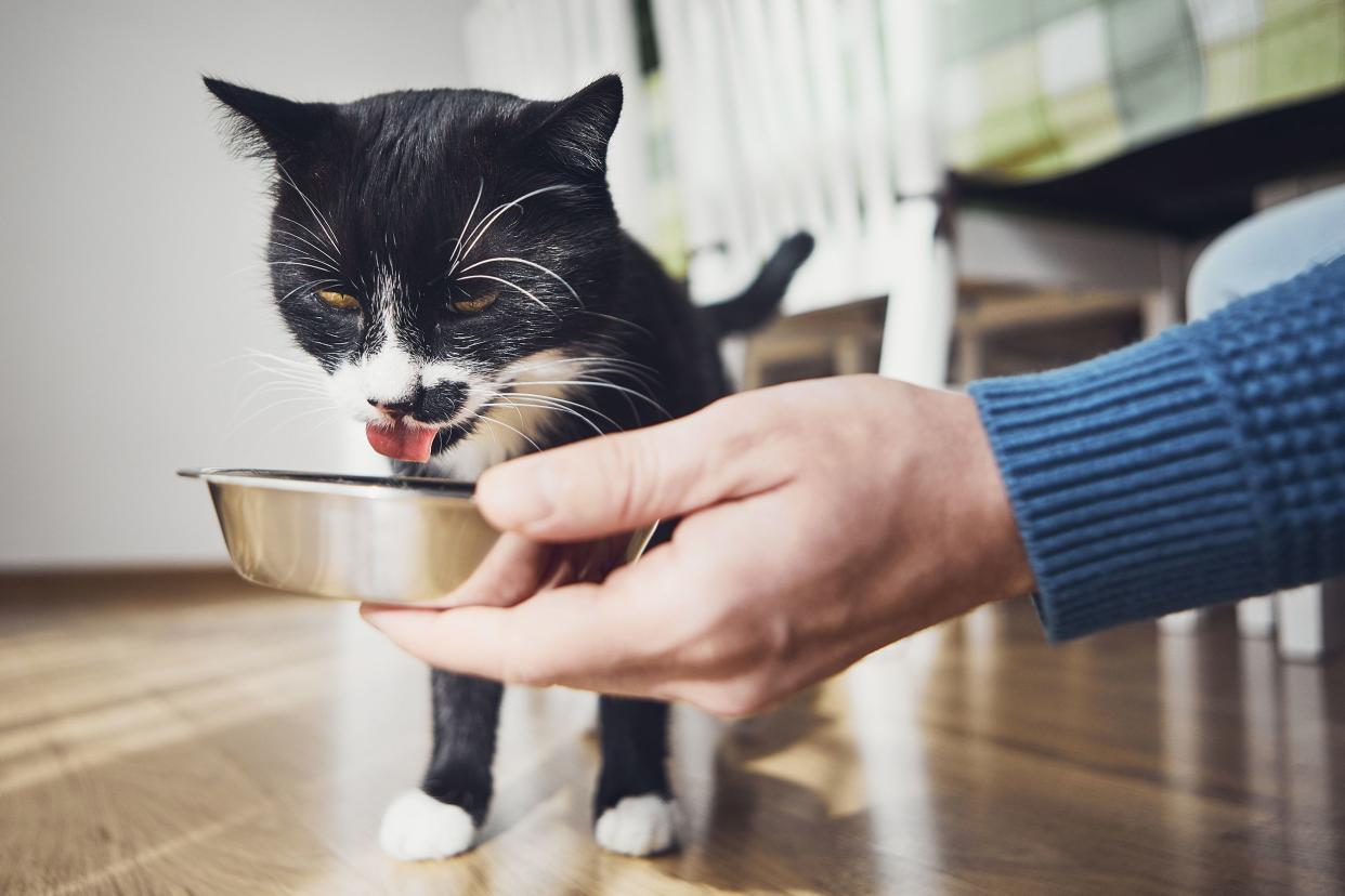 hand holding food dish for cat in the kitchen