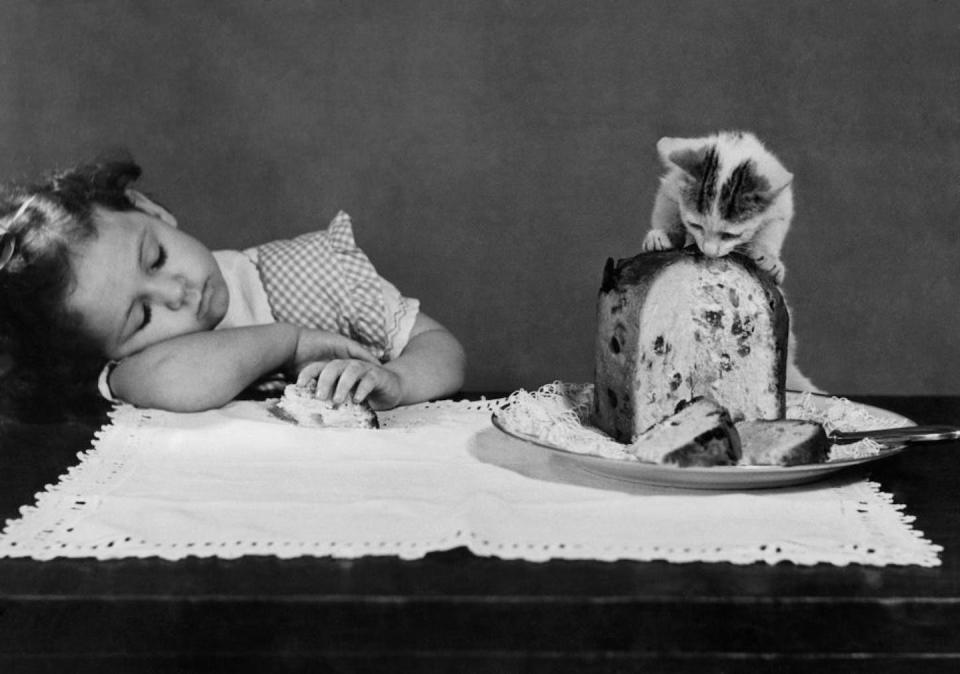 Some people (and animals) are more enthused by fruitcakes than others. <a href="https://www.gettyimages.com/detail/news-photo/cat-eating-a-panettone-while-a-little-girl-sleeping-1957-news-photo/1177015484?adppopup=true" rel="nofollow noopener" target="_blank" data-ylk="slk:Touring Club Italiano/Marka/Universal Images Group via Getty Images;elm:context_link;itc:0;sec:content-canvas" class="link ">Touring Club Italiano/Marka/Universal Images Group via Getty Images</a>