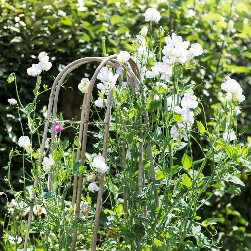 Sweet peas flowering on a bamboo support by a green hedge