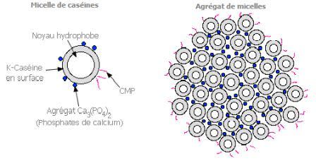 Casein Point: The micellar structure of an animal's milk results in a variety of cheeses.