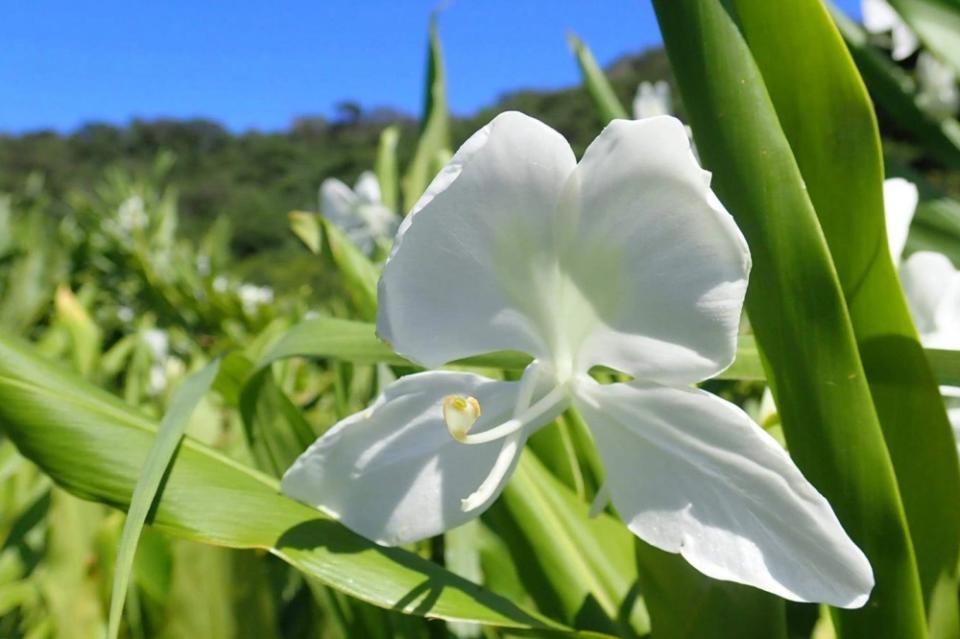 入夏後絕美綻放的野薑花