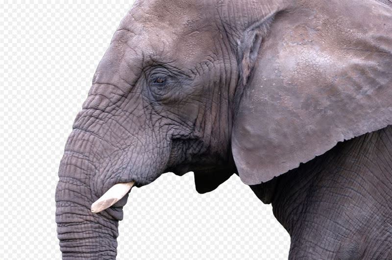 大象原始的自然反應，可能還不知自己犯了什麼錯！（示意圖／翻攝自pixabay）