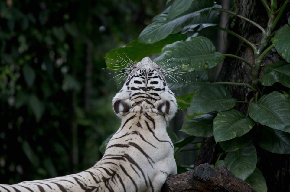 Die besten Tierfotos der Woche (11.08. bis 17.08.)