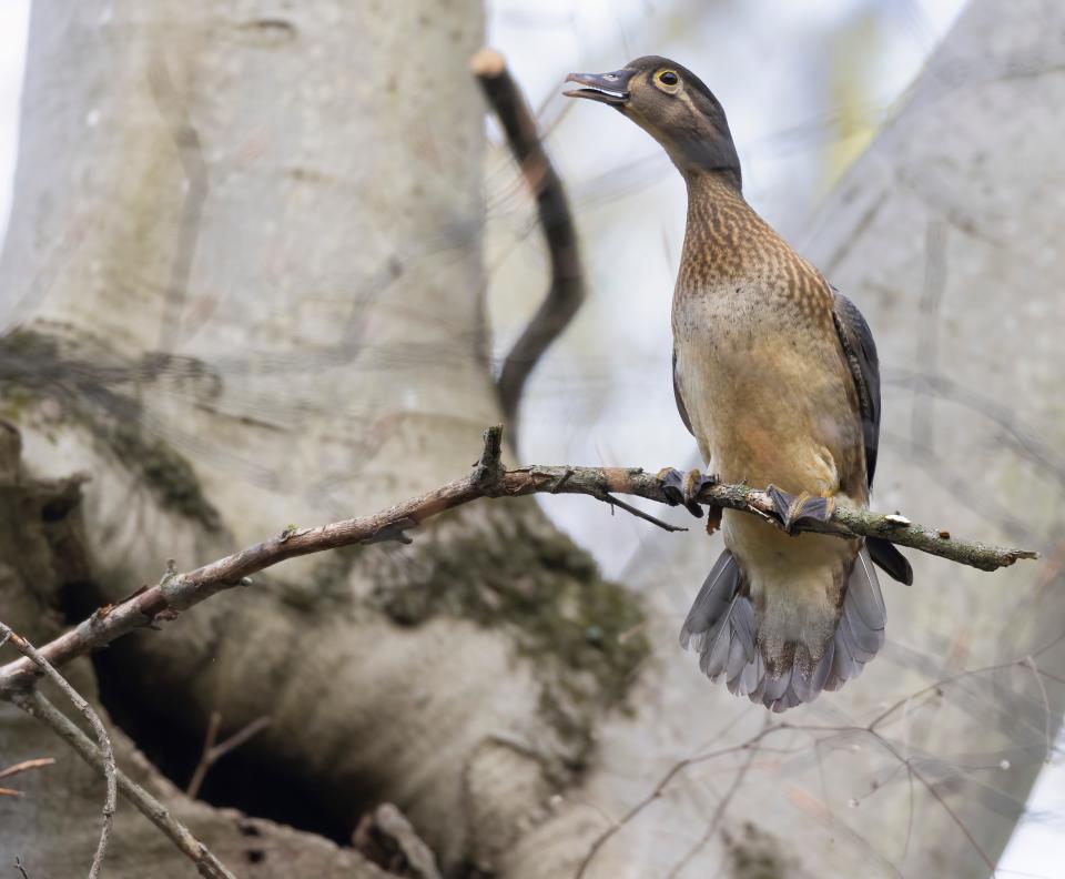 A female wood duck by a particularly interesting beech cavity.