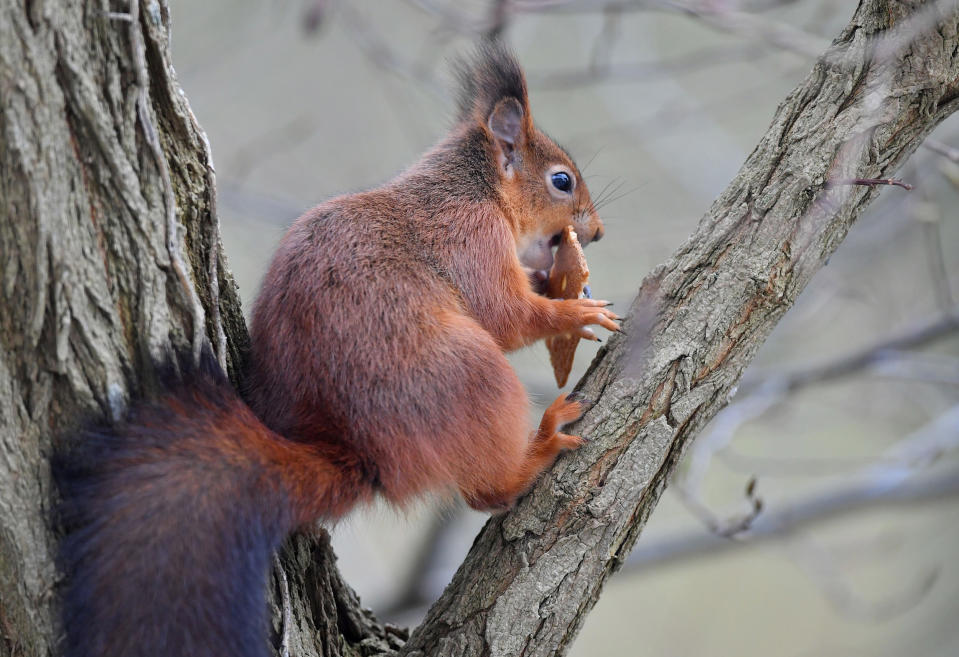 <p>Auch Eichhörnchen haben nichts gegen Weihnachtsleckereien einzuwenden. Dieses Exemplar genießt ein Stück Spekulatius auf einem Baum in Brüssel. (Bild: Emmanuel Dunand/AFP/Getty Images) </p>