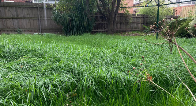 The grass in the rental property&#39;s backyard is long and overgrown, showing an example of what tenant&#39;s are tolerating amid the rental crisis. 