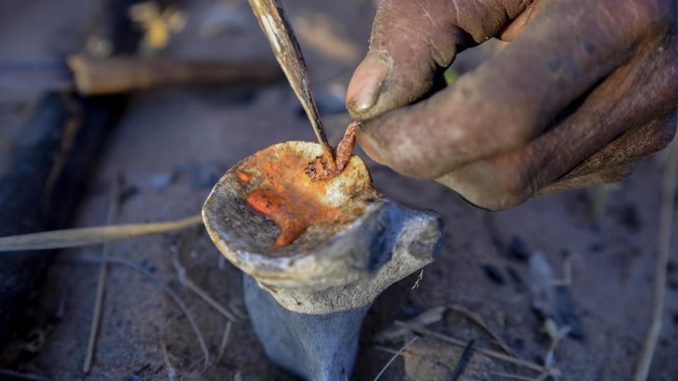 Bushman of the Ju/ Hoansi-San produces poisonous arrows from a larvae of the Bushman arrow-poison beetle (Diamphidia nigroornata) in Namibia.