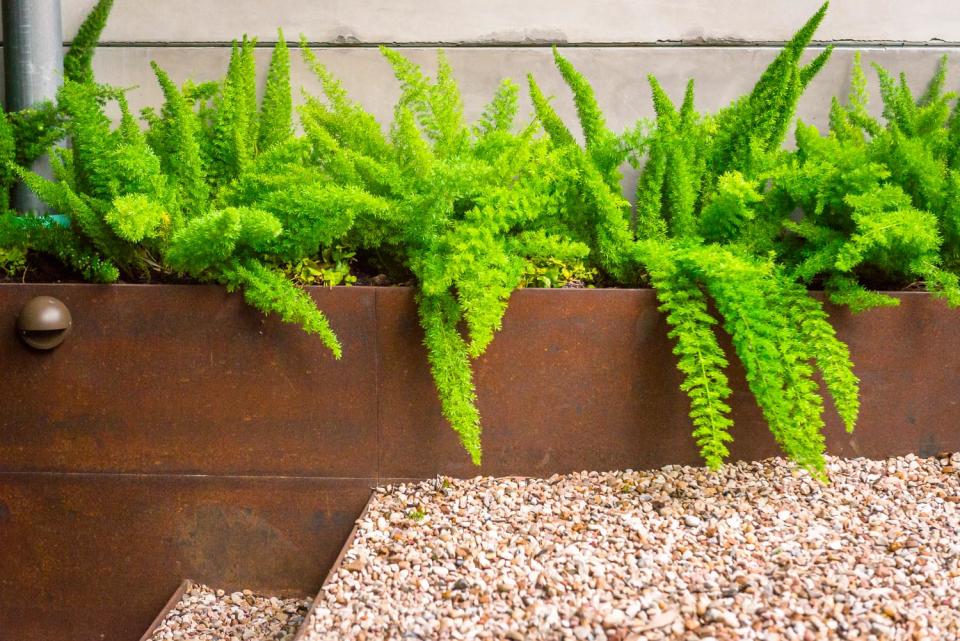 foxtail fern plant by Eden Garden Design