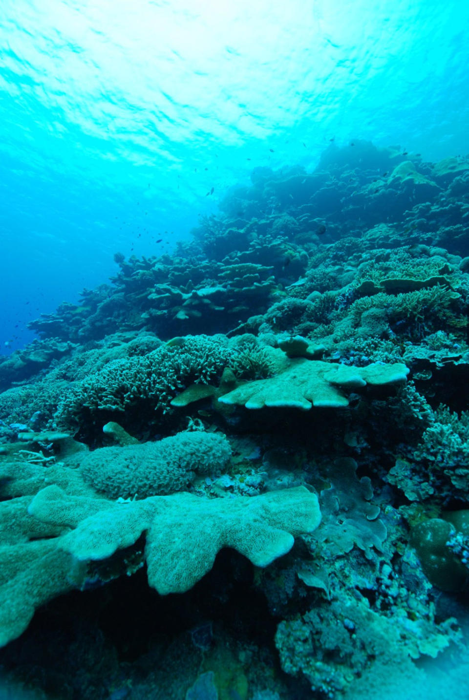 Mesophotic reefs, also known as twilight reefs, exist in a perpetual state of dim blueness. <cite>Mike Lombardi</cite>