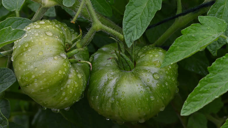 unripe green tomatoes on vine