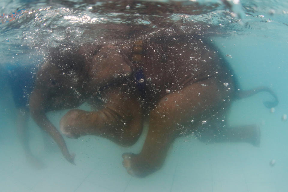 Baby elephant’s hydrotherapy treatment