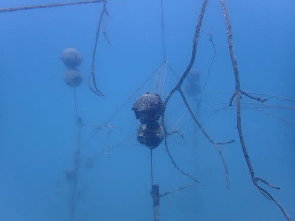 Significant amounts of lobster trap lines got tangled in the Mote Marine Laboratory's coral trees, snagging other debris such as uprooted mangrove roots.